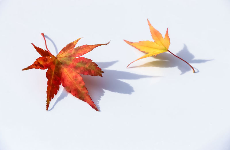 leaf