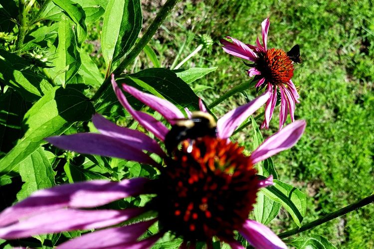 Close-up of honey bee on purple coneflower blooming outdoors