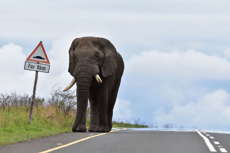 Elephant standing on road against sky