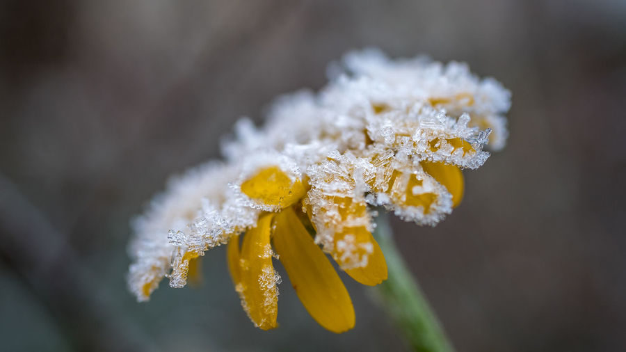 Close-up of frozen plant, marigold