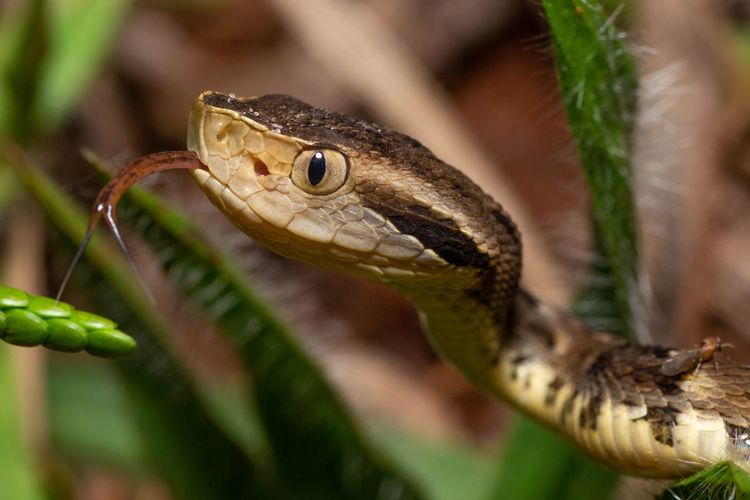Close-up of a lizard