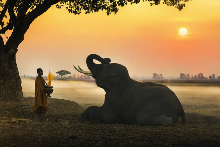 Monk standing by elephant against sky during sunset