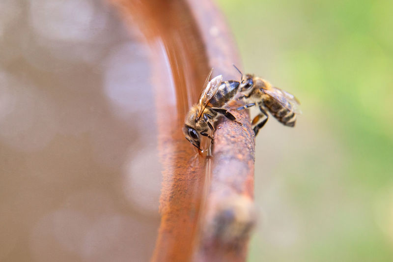 Close-up of bees on metal
