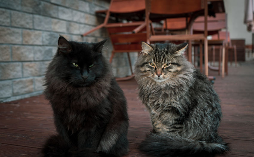 Portrait of cats on table