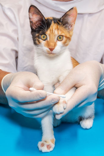 Veterinarian treats kitten for ringworm. the doctor applies ointment to the wounds.