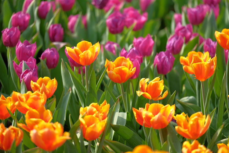 Close-up of fresh tulips in field