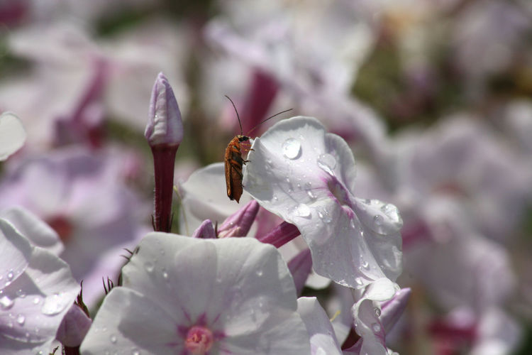 Close-up of water drops on flowers