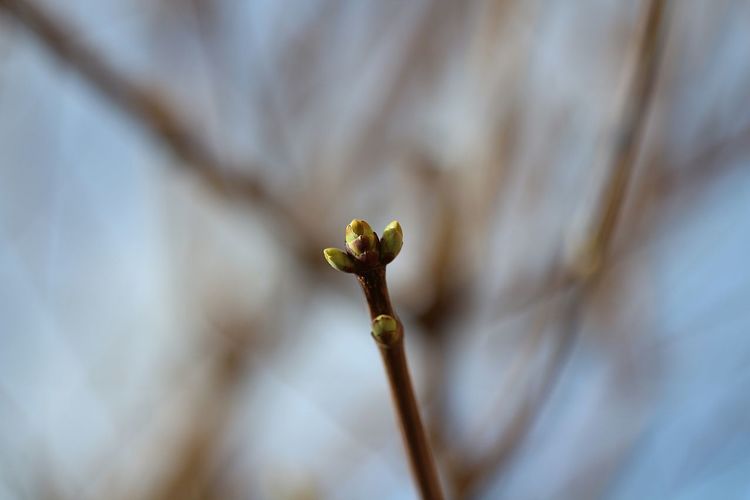 Close-up of flower buds on twig