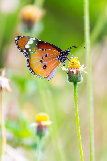 Close-up of butterfly pollinating on flower outdoors