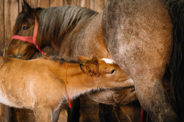 Foal feeding from mother horse