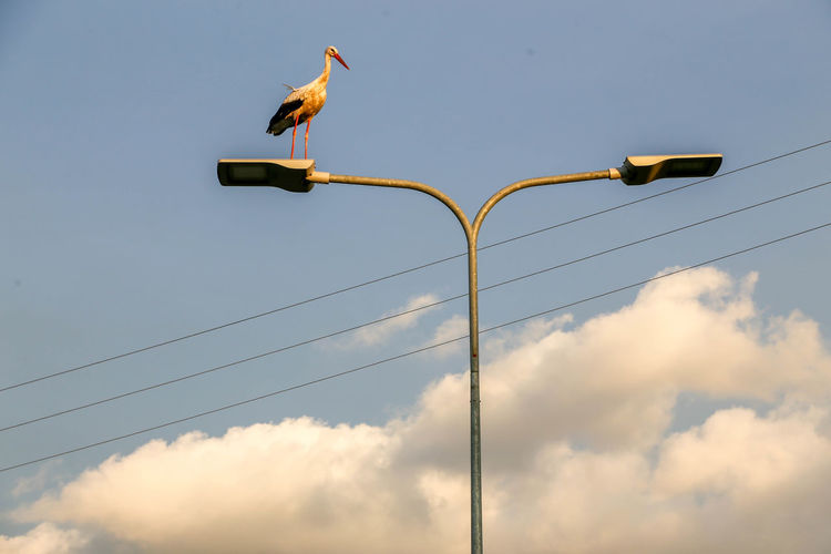 Low angle view of birds perching on street light