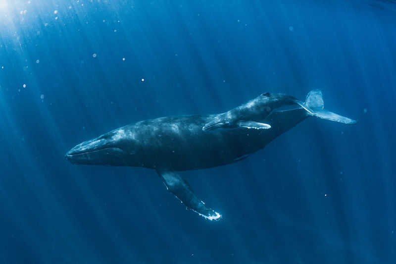 Humpback whale family, wide angle