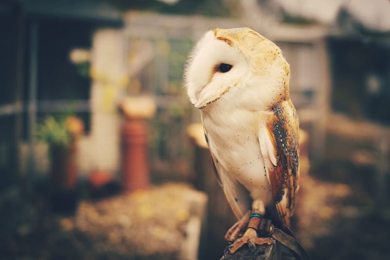 Close-up of owl perching outdoors