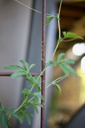 Close-up of plant growing in greenhouse