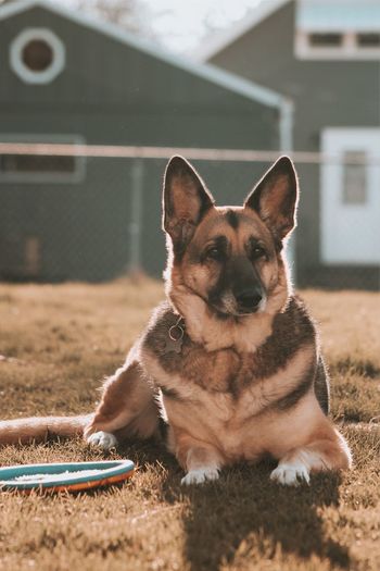 Front view of german shepherd in the afternoon 