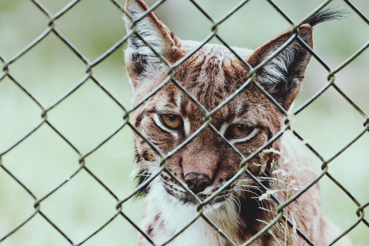 Portrait of cat in cage seen through chainlink fence at zoo