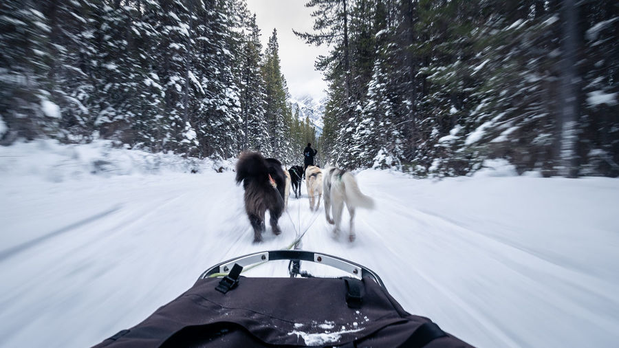 First person view from fast sled pulled by dogs in a winter forest, canmore, canada