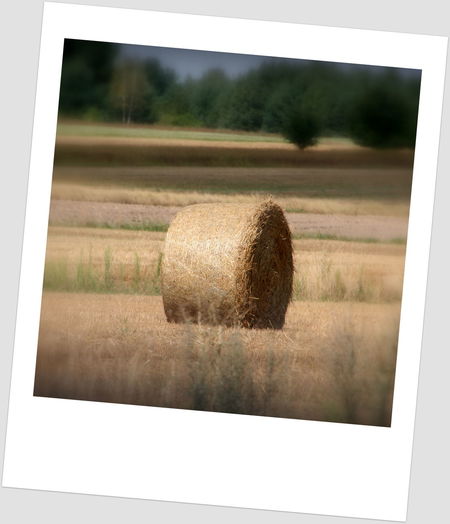 Close-up of hay in field