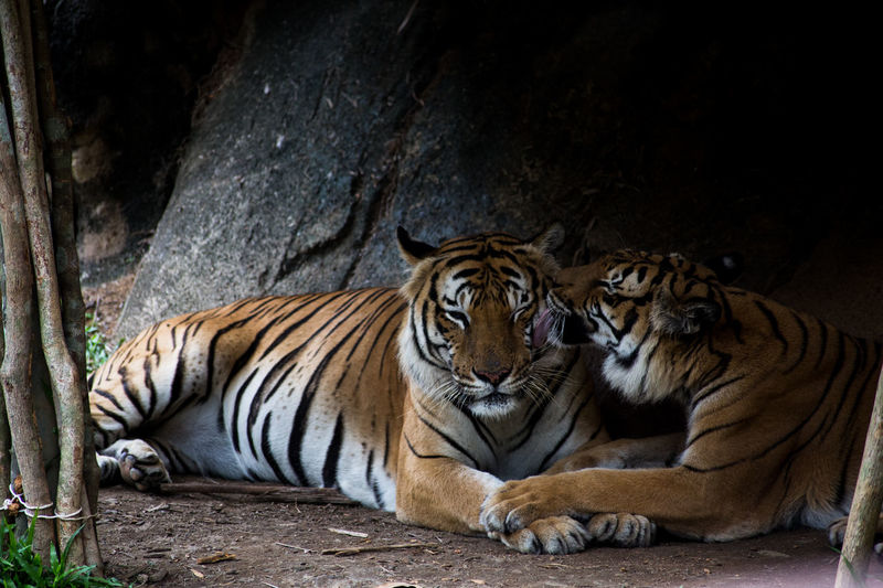 Close-up of tiger