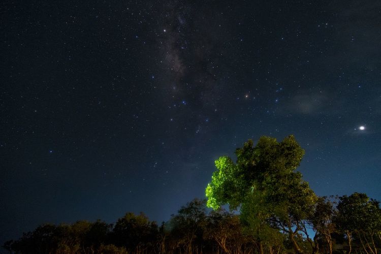 Low angle view of trees against sky at night
