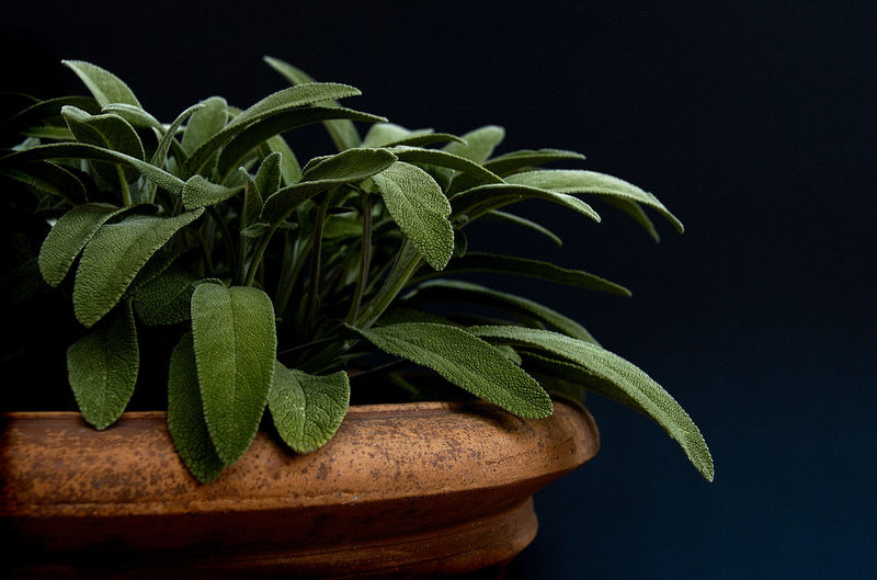 Close-up of sage potted plant against black background