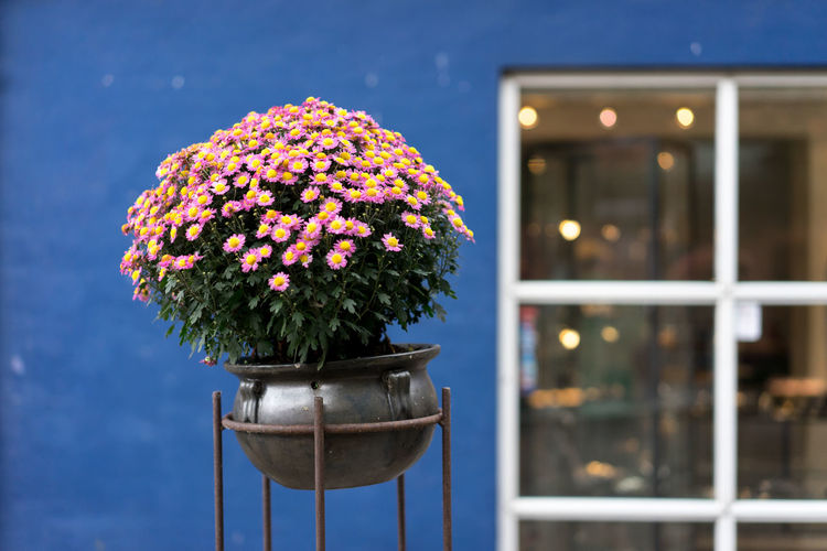 Flower pot against window