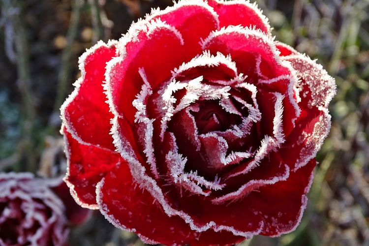 Close-up of frozen red rose