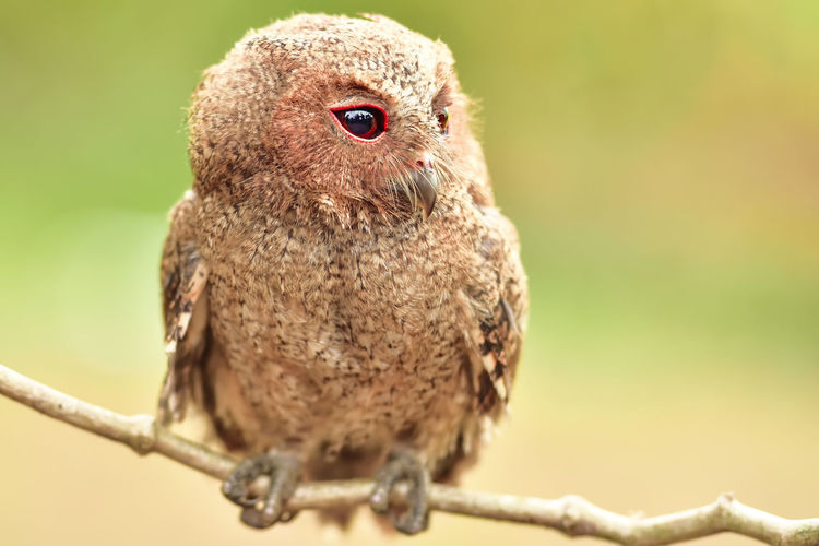 Close-up of owlet perching on branch
