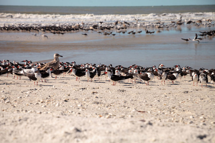 Nesting black skimmer terns rynchops niger on the white sands of clam pass in naples, florida.