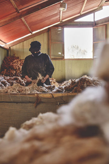 Woman worker sorting brown fibers in alpaca wool production in peru