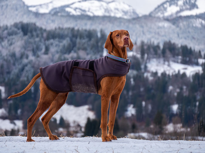 Dog standing on snow covered field