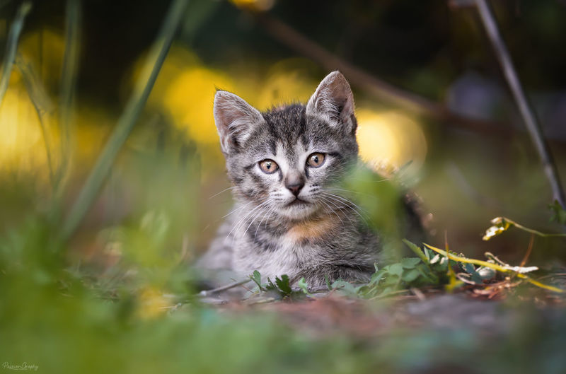 Portrait of tabby cat in a field