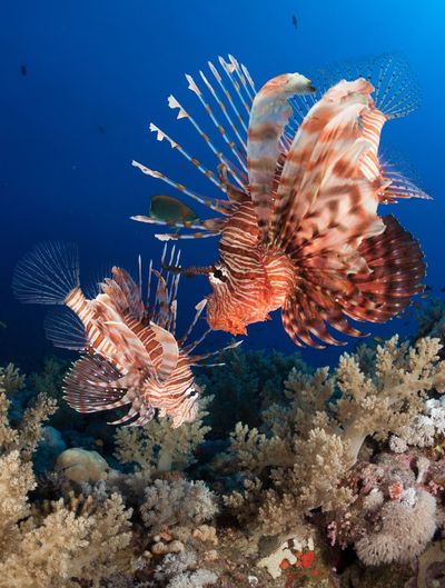 Close-up of fish swimming in sea