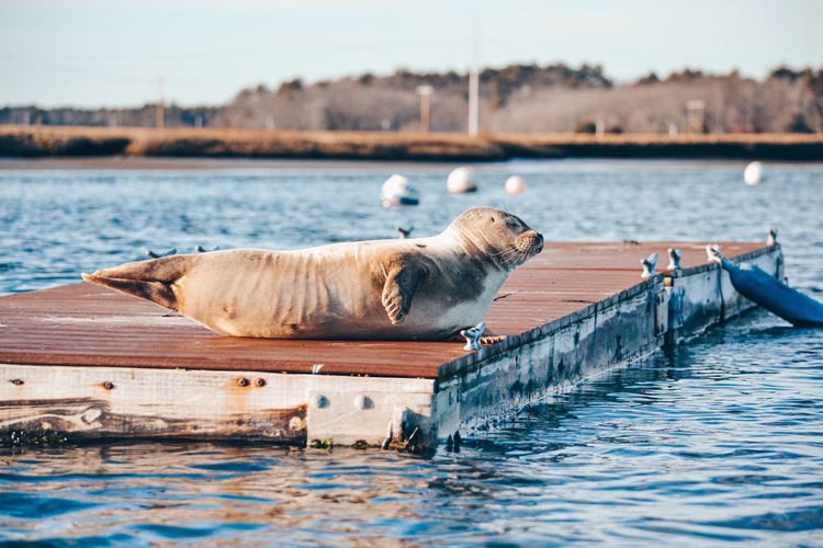 Waterfront seal