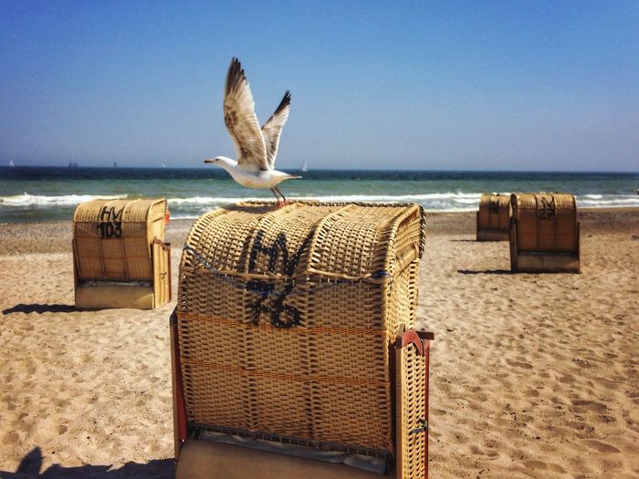 Seagull launching from a beach chair 