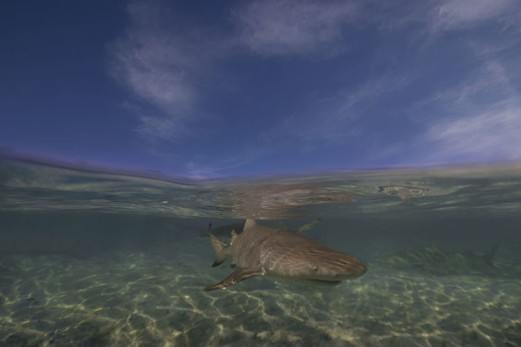 sea