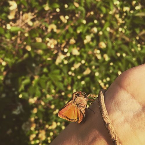 Close-up of moth on wrist