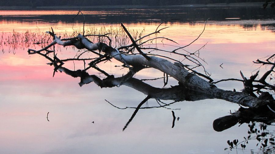 Bare trees by lake at sunset