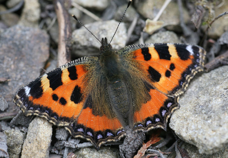 Close-up of butterfly