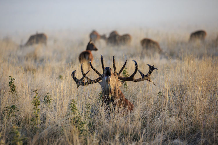 Stag and deer on field