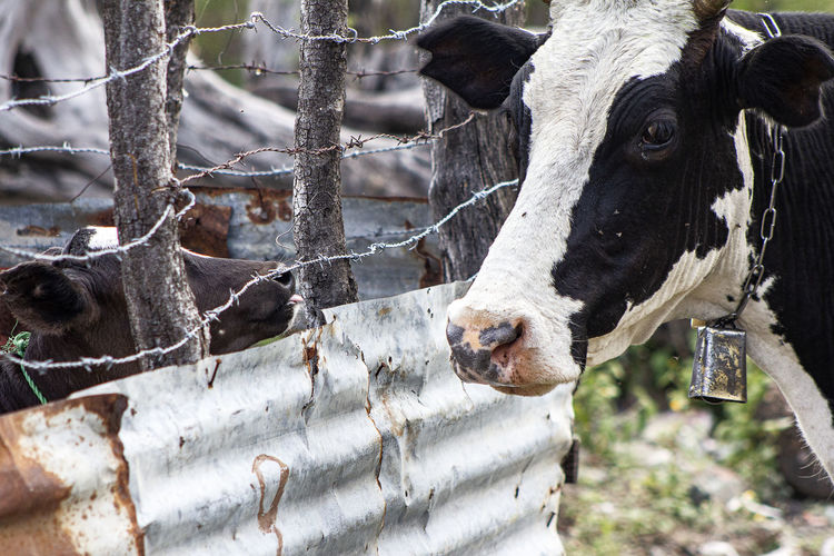 High angle view of cow seen through fence