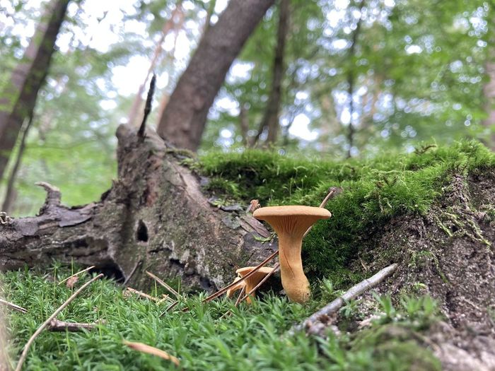 Mushroom growing on tree trunk in forest