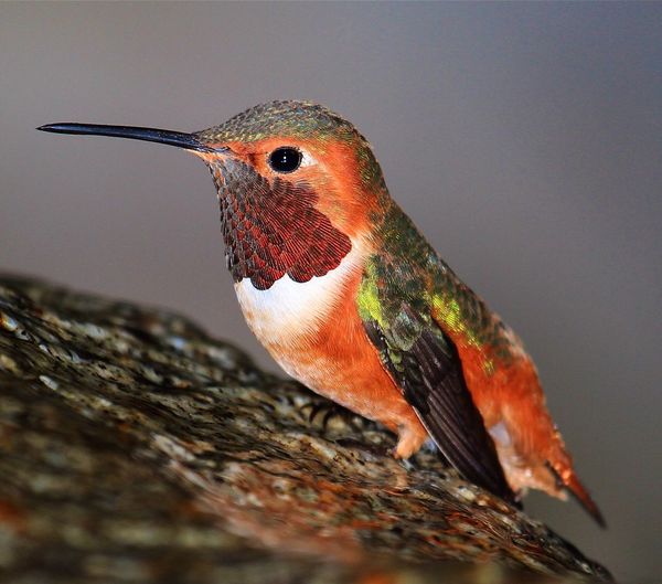 Close-up of hummingbird perching on rock