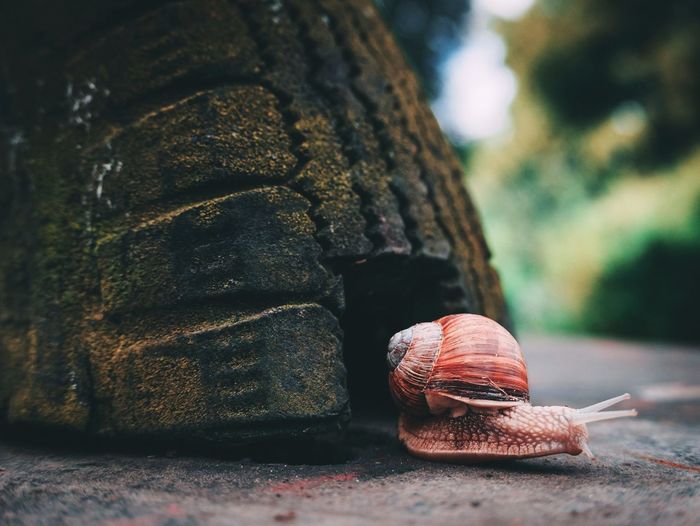 Close-up of snail on road