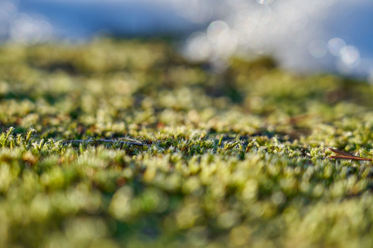 Close-up of moss on field