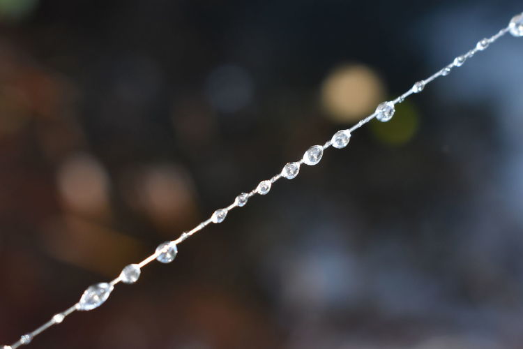 Close-up of water drops on string