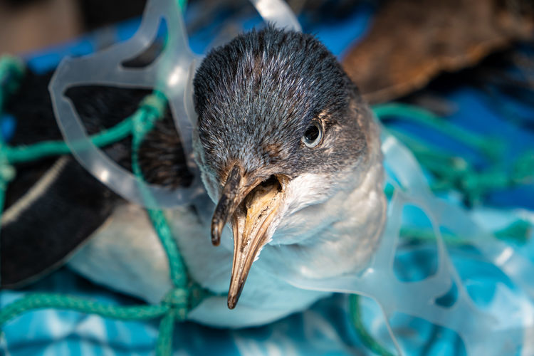 Close-up of bird in plastic garbage