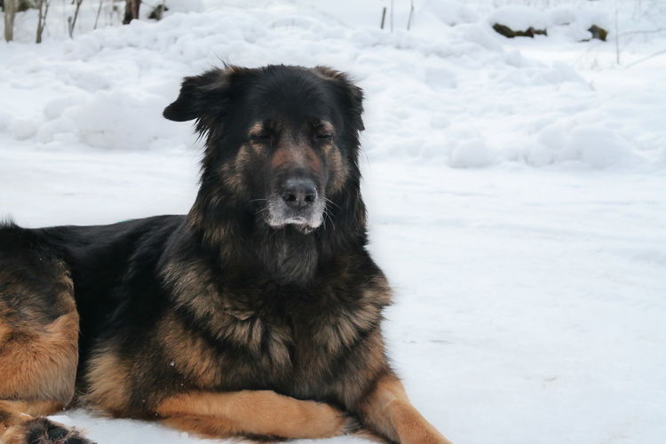 Dog standing on snow covered landscape