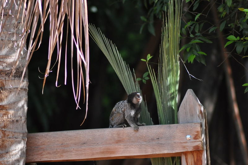 Close-up of monkey on fence