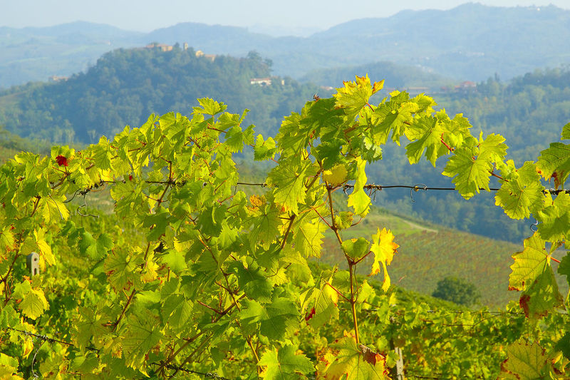 Scenic view of vineyard against mountain range